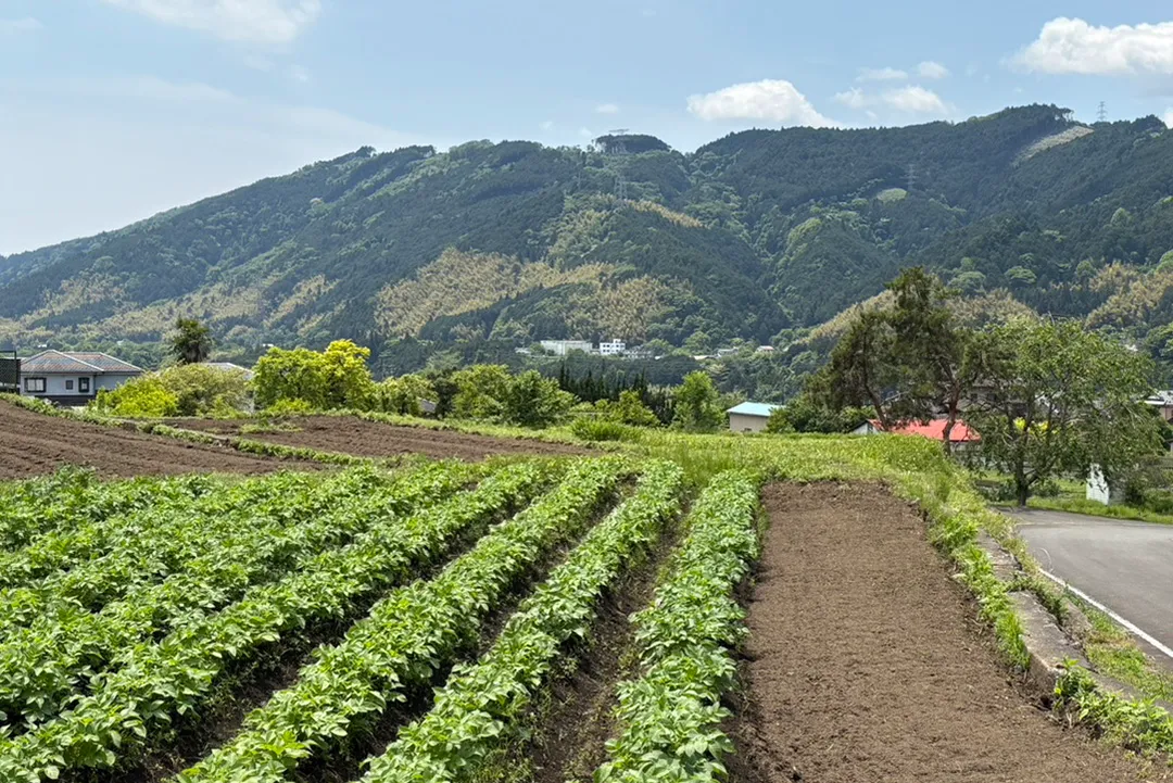 富士宮圃場